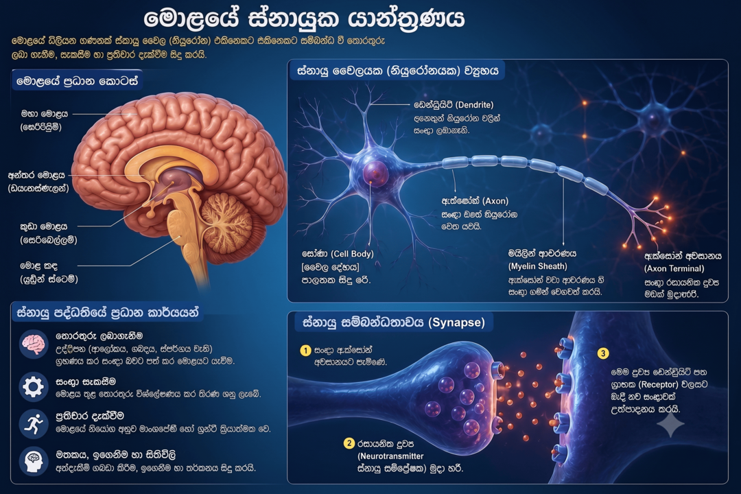 මොළයේ ස්නායුක යාන්ත්‍රණය