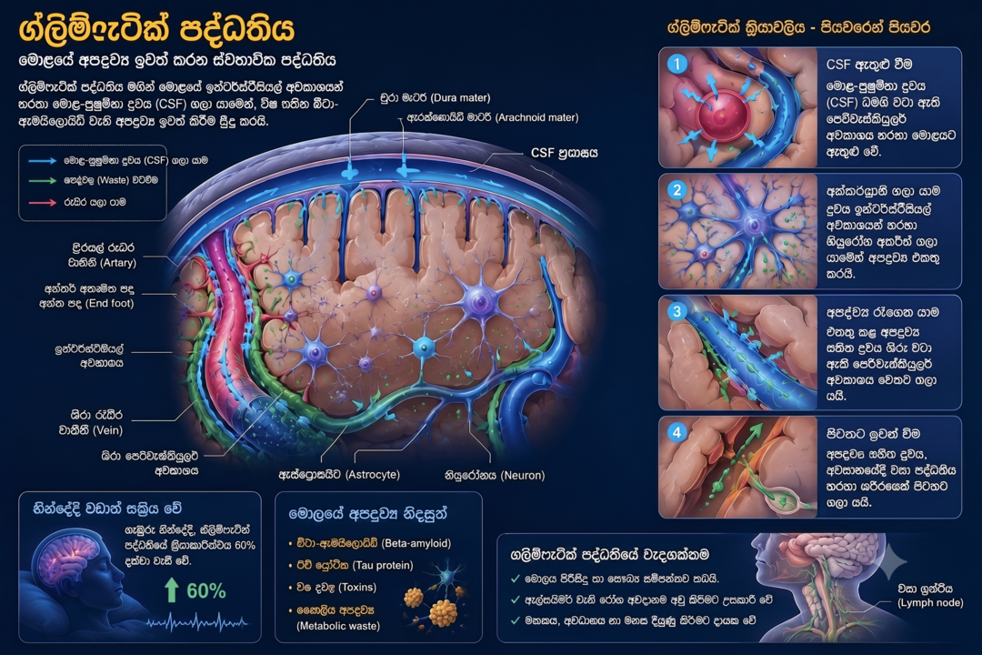 ග්ලිෆැටික් පද්ධතියේ ක්‍රියාකාරිත්වය